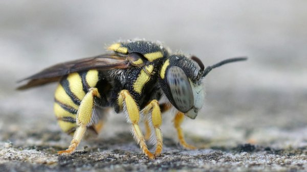 Des professionnels vous aident à lutter contre les guêpes dans votre jardin